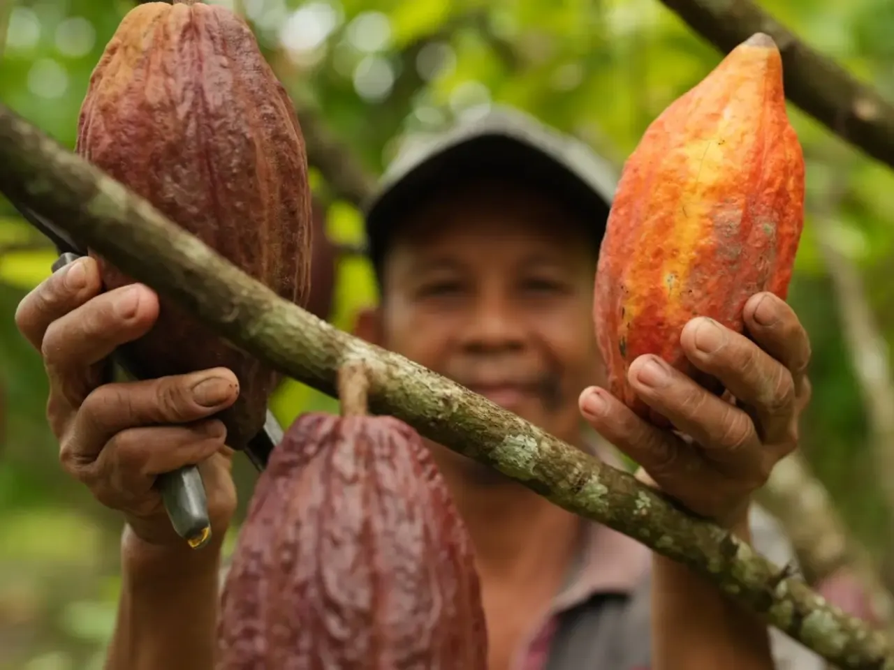 Petani memanen buah kakao.